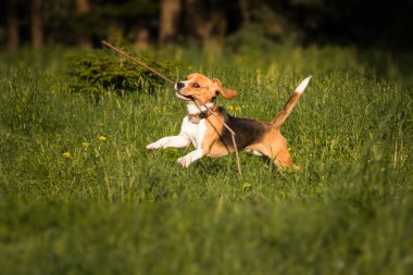 Bu türün cazibesi ve kişiliği, bir arka plana karşı bir av köpeği portresi.