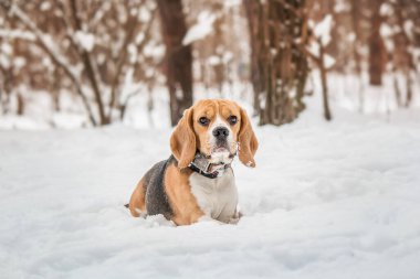 Karlı arazide bir av köpeği. Büyüleyici bir stok fotoğrafı. Kışın bu güzel türün cazibesini ve neşesini yakalıyor.