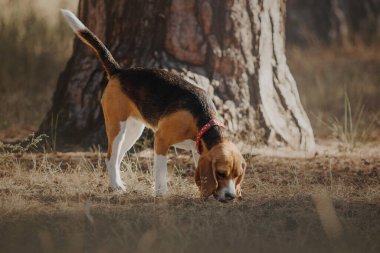 Bu türün cazibesi ve kişiliği, bir arka plana karşı bir av köpeği portresi.
