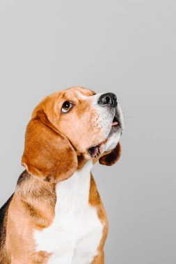 Gri stüdyo arka planında güzel bir av köpeği. Bu sevgili türün cazibesini ve zarafetini yakalayan büyüleyici bir stok fotoğrafı. Beagle 'ın etkileyici gözleri ve sevimli sarkık kulakları onu hayvan severler için mükemmel bir konu yapıyor.