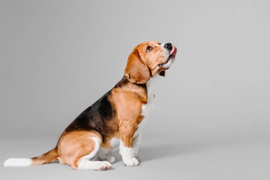 Gri stüdyo arka planında güzel bir av köpeği. Bu sevgili türün cazibesini ve zarafetini yakalayan büyüleyici bir stok fotoğrafı. Beagle 'ın etkileyici gözleri ve sevimli sarkık kulakları onu hayvan severler için mükemmel bir konu yapıyor.