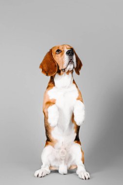 Gri stüdyo arka planında güzel bir av köpeği. Bu sevgili türün cazibesini ve zarafetini yakalayan büyüleyici bir stok fotoğrafı. Beagle 'ın etkileyici gözleri ve sevimli sarkık kulakları onu hayvan severler için mükemmel bir konu yapıyor.