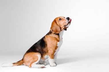 Gri stüdyo arka planında güzel bir av köpeği. Bu sevgili türün cazibesini ve zarafetini yakalayan büyüleyici bir stok fotoğrafı. Beagle 'ın etkileyici gözleri ve sevimli sarkık kulakları onu hayvan severler için mükemmel bir konu yapıyor.