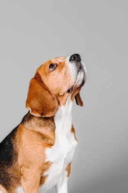 Gri stüdyo arka planında güzel bir av köpeği. Bu sevgili türün cazibesini ve zarafetini yakalayan büyüleyici bir stok fotoğrafı. Beagle 'ın etkileyici gözleri ve sevimli sarkık kulakları onu hayvan severler için mükemmel bir konu yapıyor.