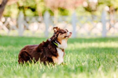 Avustralya çoban köpeği (Avustralyalı çoban köpeği) güzel bir şehir parkında geziniyor. Enfes bir stok fotoğrafı. Bu zeki ve sadık türün enerjik ve neşeli doğasını görüntülüyor.