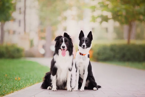 Energético Fronteira Collie Dogs Frolic Bond Cenário Parque Cênico Capturando — Fotografia de Stock