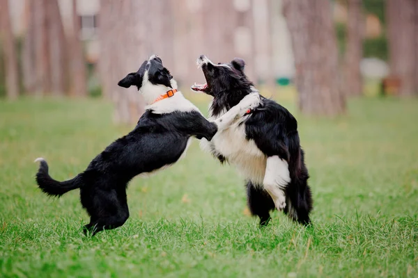 Energetic Border Collie Dogs Frolic Bond Entorno Escénico Del Parque — Foto de Stock