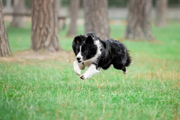 Playful Border Collie Enjoying Sunny Day Park Perfect Summer Themed — 스톡 사진