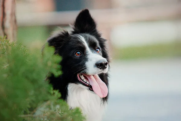 Playful Border Collie Enjoying Sunny Day Park Perfect Summer Themed — 스톡 사진