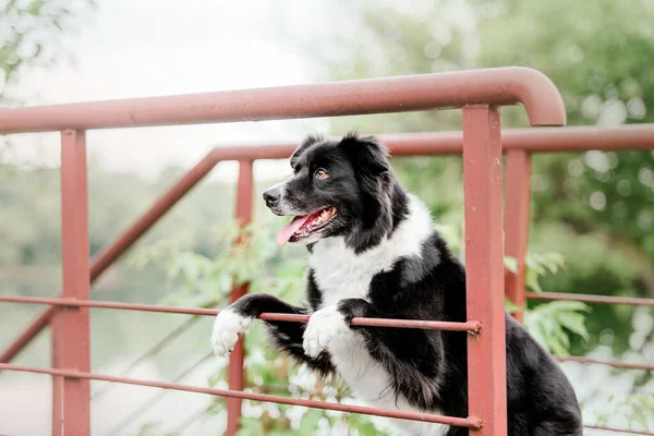 Playful Border Collie Enjoying Sunny Day Park Perfect Summer Themed — стоковое фото