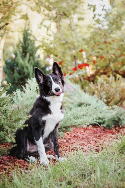 Neşeli Sınır Köpeği Collie Büyük Açık Alanı Heves Merakla Keşfediyor — Stok fotoğraf
