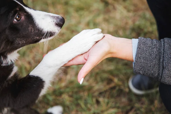 Giocoso Border Collie Puppy Esplorare Grandi Esterni Con Entusiasmo Curiosità — Foto Stock
