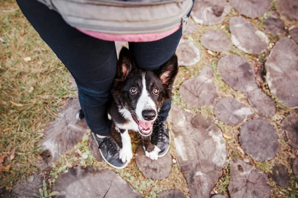 Juguetón Frontera Collie Puppy Explorando Gran Aire Libre Con Entusiasmo —  Fotos de Stock