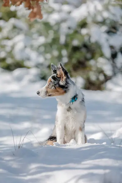 Chiot Frontière Ludique Collie Exploration Hiver Plein Air Avec Enthousiasme — Photo