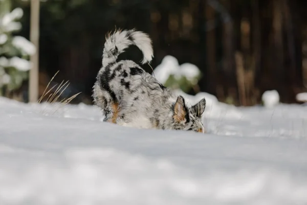 Neşeli Sınır Köpeği Collie Kış Arazisini Heyecan Merakla Keşfediyor — Stok fotoğraf