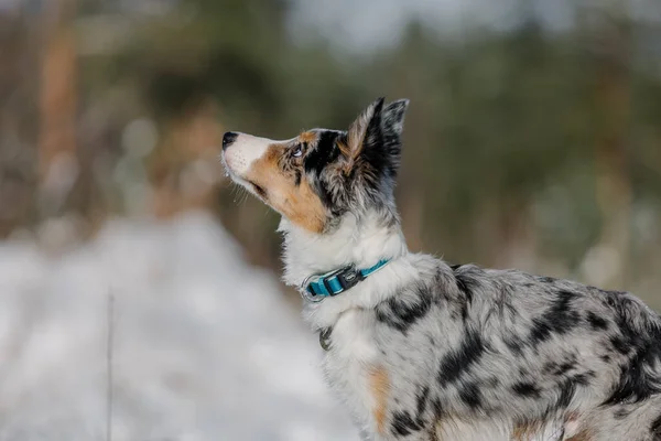 Brincalhão Border Collie Filhote Cachorro Explorando Inverno Livre Com Entusiasmo — Fotografia de Stock