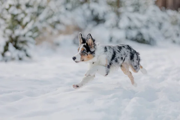 Brincalhão Border Collie Filhote Cachorro Explorando Inverno Livre Com Entusiasmo — Fotografia de Stock