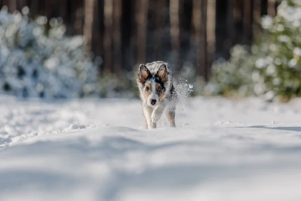 Giocoso Border Collie Puppy Esplorare Inverno All Aperto Con Entusiasmo — Foto Stock