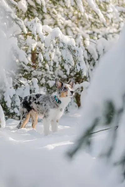 Juguetón Frontera Collie Puppy Explorando Invierno Aire Libre Con Entusiasmo —  Fotos de Stock