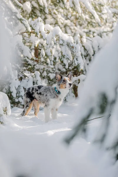 Neşeli Sınır Köpeği Collie Kış Arazisini Heyecan Merakla Keşfediyor — Stok fotoğraf