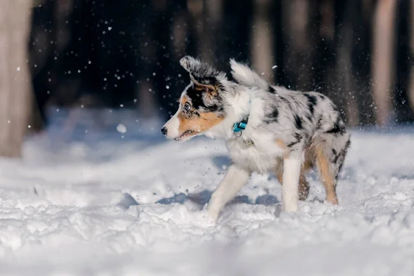 Giocoso Border Collie Puppy Esplorare Inverno All Aperto Con Entusiasmo — Foto Stock