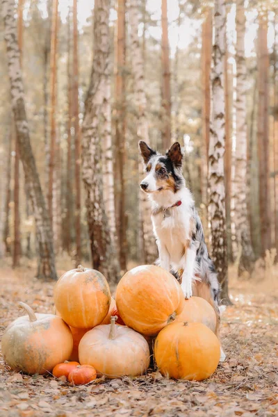 Cadılar Bayramı Nda Balkabağıyla Köpek Sonbahar Tatilleri Kutlamalar Sınır Collie — Stok fotoğraf