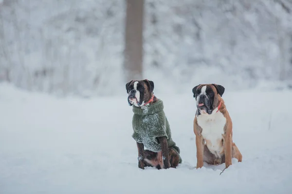 Karda Koşan Boksör Köpeği Kışın Köpekler — Stok fotoğraf