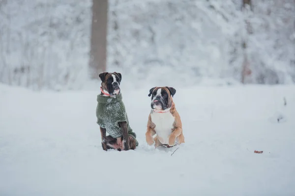 Bokser Hond Die Door Sneeuw Rent Honden Winter — Stockfoto