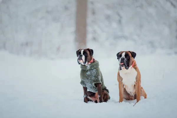 Karda Koşan Boksör Köpeği Kışın Köpekler — Stok fotoğraf
