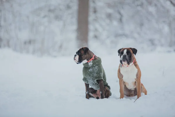 Pies Bokserski Biegający Śniegu Psy Zimą — Zdjęcie stockowe