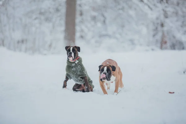 Боксерская Собака Бежит Снегу Собаки Зимой — стоковое фото