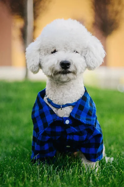 Bichon Frise Bedårande Närbild Porträtt Charmig Hund Med Oemotståndlig Fluffig — Stockfoto