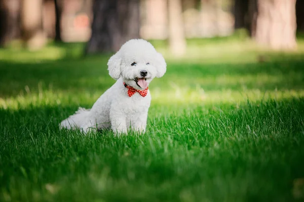 Bichon Frise 魅力的な犬の愛らしいクローズアップ肖像画 魅力的なふわふわの白い毛皮 表情豊かな目 遊び心のある性格 — ストック写真