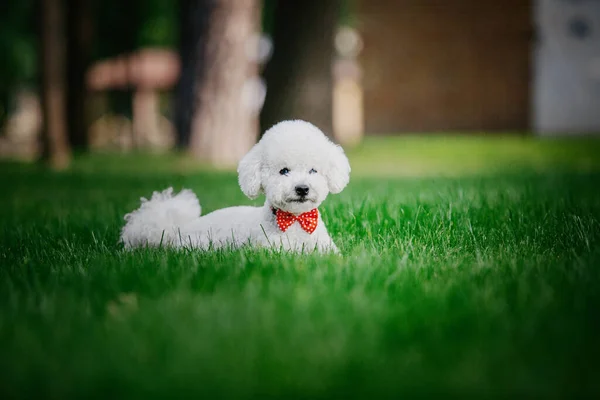 Bichon Frise Αξιολάτρευτο Κοντινό Πλάνο Πορτρέτο Ενός Γοητευτικού Σκύλου Ακαταμάχητο — Φωτογραφία Αρχείου