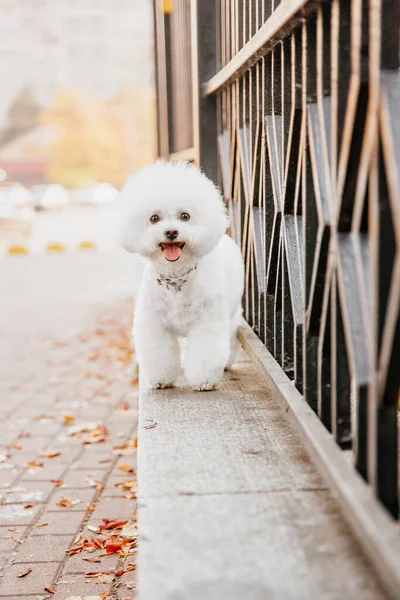 秋のエッセンスを楽しいストックフォトで捉えたビション フライズの犬のクローズアップ写真 犬のふわふわした白いコートは 秋の暖かい色合いと美しく対照的で 魅力的で居心地の良い雰囲気を作り出します — ストック写真
