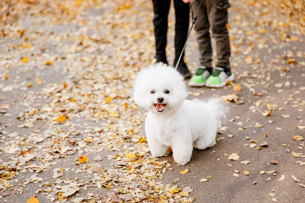 Крупный План Портрета Бишонской Фризской Собаки Запечатлевающей Сущность Осени Восхитительной — стоковое фото