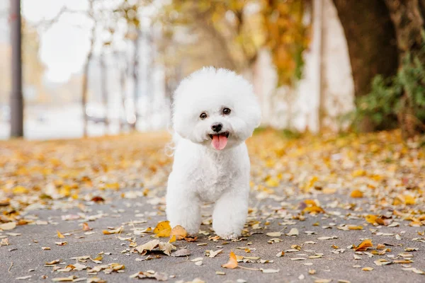 Zbliżenie Portret Psa Bichon Frise Rejestrującego Istotę Jesieni Zachwycającym Zdjęciu — Zdjęcie stockowe
