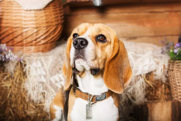 Αξιολάτρευτο Σκυλί Beagle Στο Σπίτι Μια Χιουμοριστική Και Αξιαγάπητη Φωτογραφία — Φωτογραφία Αρχείου