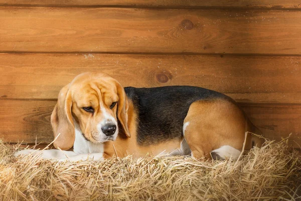 Adorabile Cane Beagle Casa Una Foto Stock Divertente Accattivante Che — Foto Stock