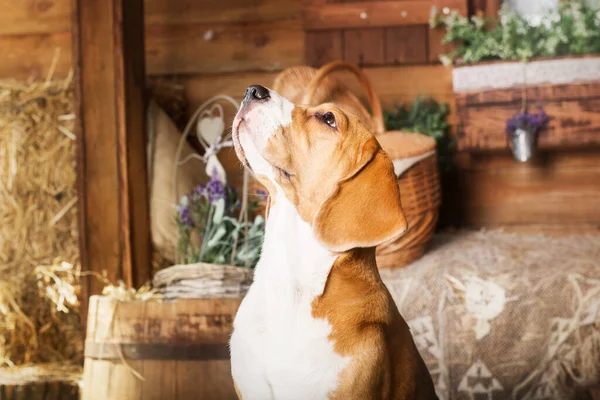 Αξιολάτρευτο Σκυλί Beagle Στο Σπίτι Μια Χιουμοριστική Και Αξιαγάπητη Φωτογραφία — Φωτογραφία Αρχείου