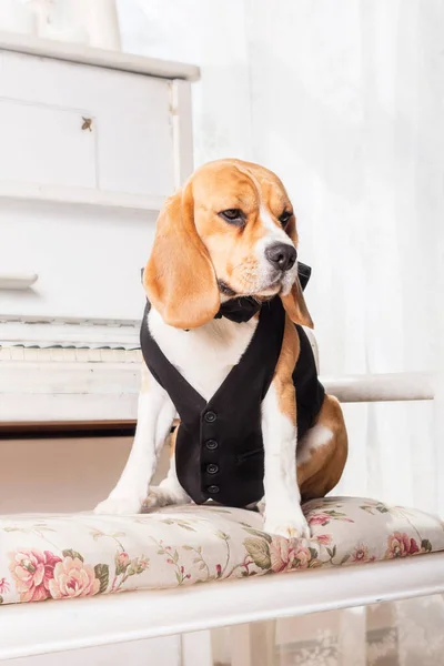 Adorable Beagle Dog Home Humorous Endearing Stock Photo Capturing Cuteness — Stock Photo, Image