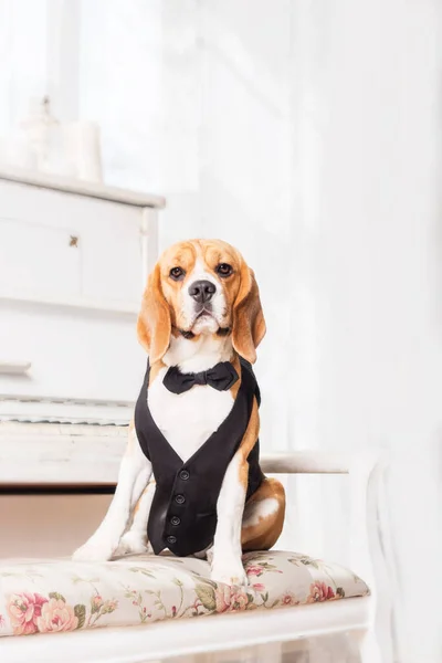 stock image Adorable beagle dog at home - a humorous and endearing stock photo capturing the cuteness of this canine companion. The dressed-up dog adds a touch of whimsy and playfulness to the scene, creating a delightful and amusing image.