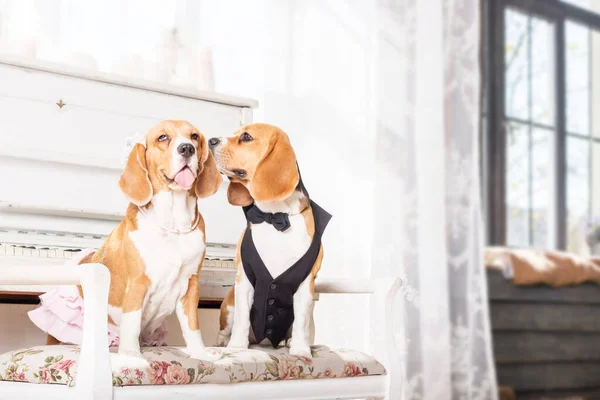 stock image Adorable beagle dog at home - a humorous and endearing stock photo capturing the cuteness of this canine companion. The dressed-up dog adds a touch of whimsy and playfulness to the scene, creating a delightful and amusing image.