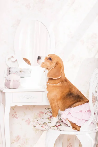 Uroczy Pies Gończy Domu Humorystyczne Ujmujące Zdjęcie Przedstawiające Słodycz Tego — Zdjęcie stockowe