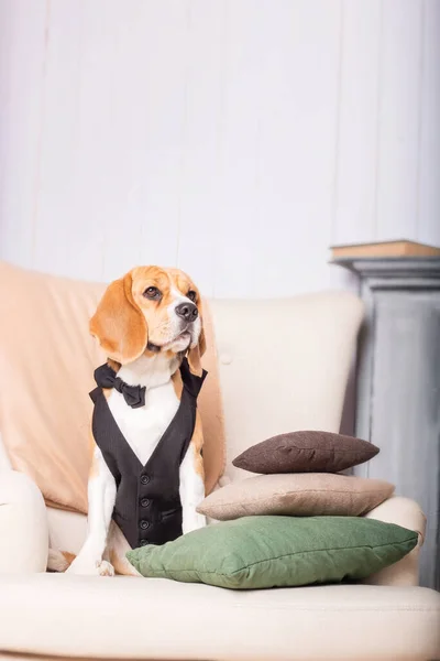 Adorable Perro Beagle Casa Una Foto Stock Humorística Entrañable Que — Foto de Stock