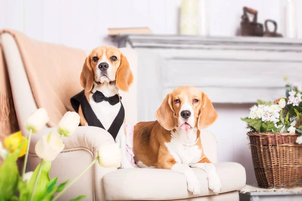 stock image Adorable beagle dog at home - a humorous and endearing stock photo capturing the cuteness of this canine companion. The dressed-up dog adds a touch of whimsy and playfulness to the scene, creating a delightful and amusing image.