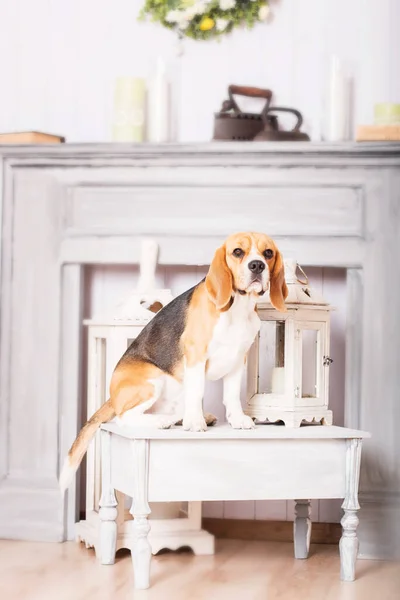 Adorable Perro Beagle Casa Una Foto Stock Humorística Entrañable Que — Foto de Stock