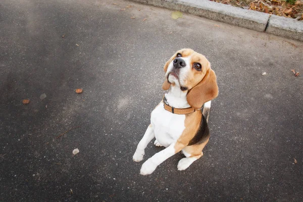 Beagle Kutya Portré Ellen Természet Háttér Varázsa Személyisége Fajta — Stock Fotó