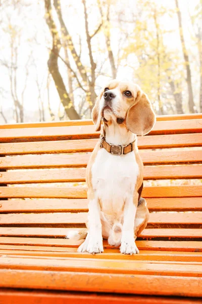 Beagle Perro Hojas Otoño Una Foto Stock Encantadora Capturar Alegría — Foto de Stock