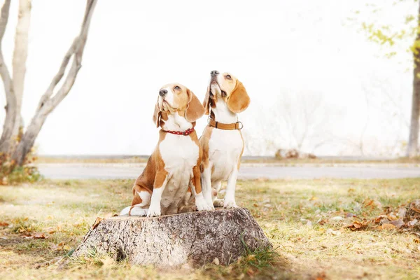 Beagle Dog Jesiennych Liściach Zachwycające Zdjęcie Stockowe Rejestrujące Radość Zabawę — Zdjęcie stockowe
